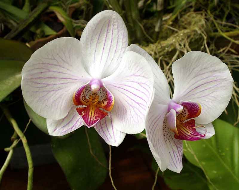 phalaenopsis-03