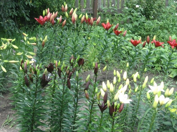 Лилии – воспетые поэтами, уникальные цветы