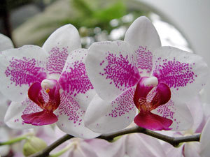 orhidei