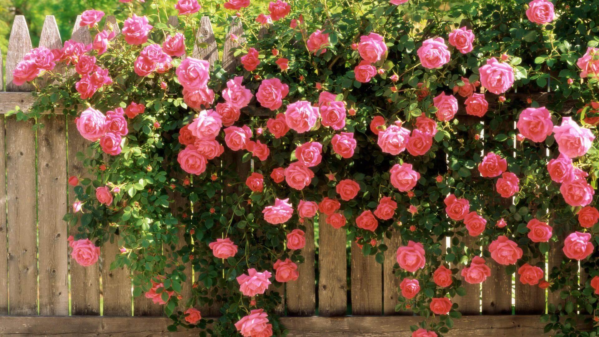 Несколько советов и хитростей по уходу за саженцами плетистой розы