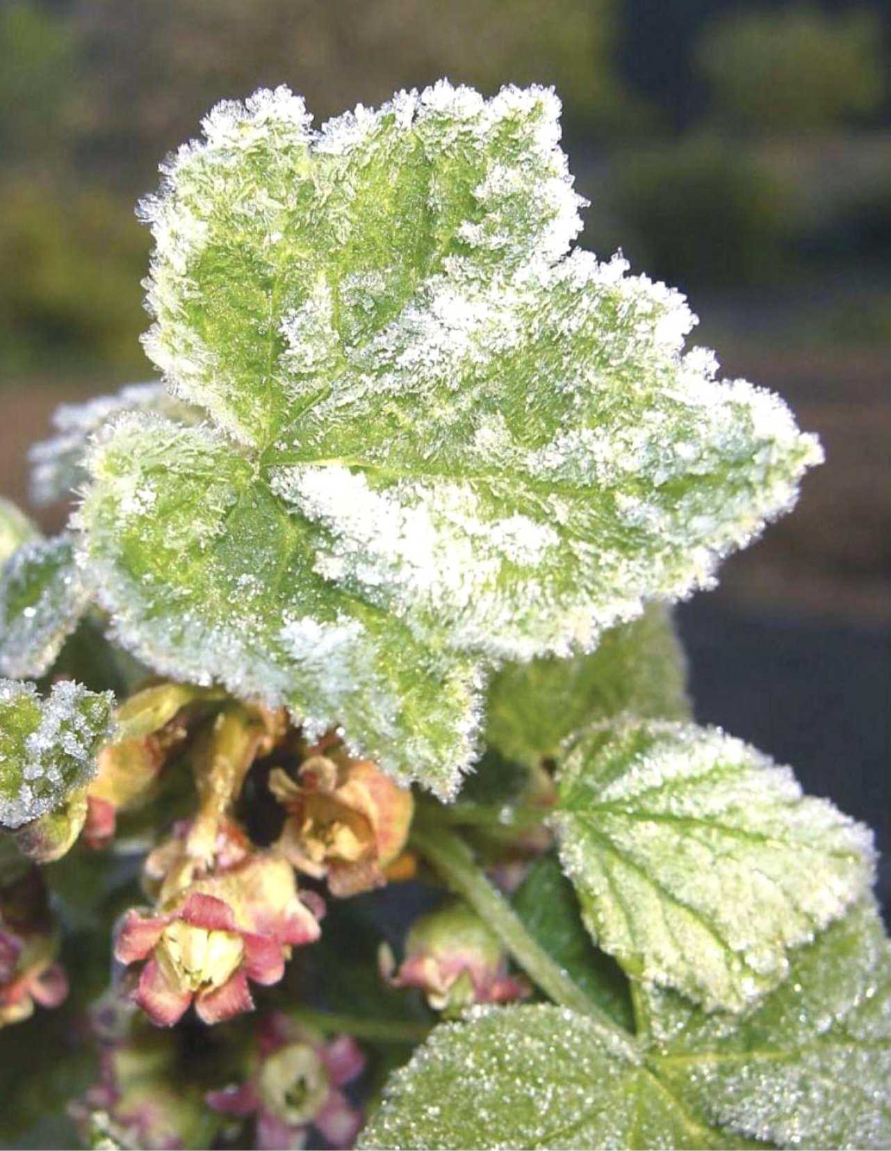Защита растений от повторных заморозков
