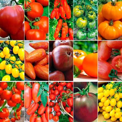 Покупка семян овощей и цветов в интернет-магазинах - Наша Усадьба