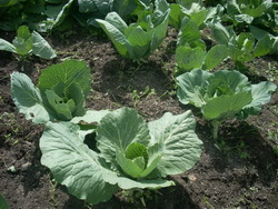 Выращивание белокочанной капусты на дачных участках