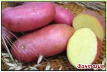 Как получить ранний урожай картофеля