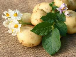 Два урожая картофеля