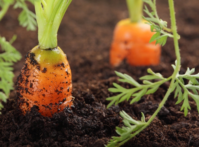 Несколько секретов по выращиванию морковки