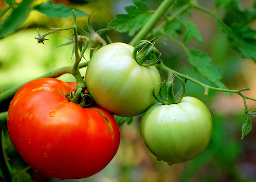 Ранние томаты всем на зависть