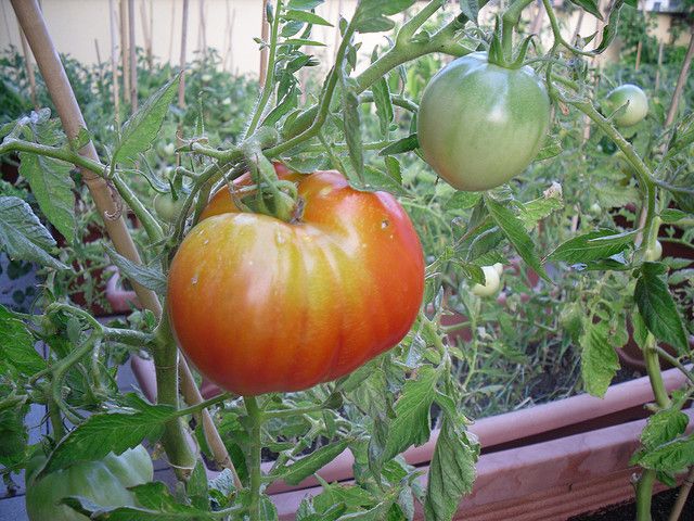 Как выращивать томаты в теплице